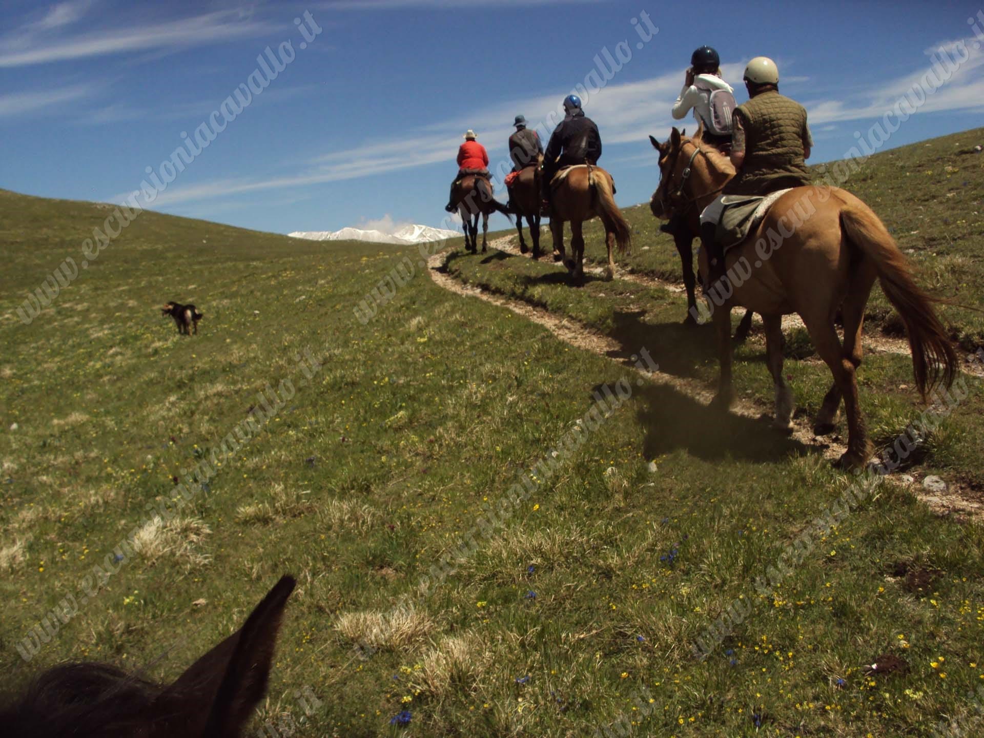 Escursioni sicure in montagna con guida equestre