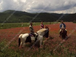 passeggiate a cavallo sulla fioritura di norcia