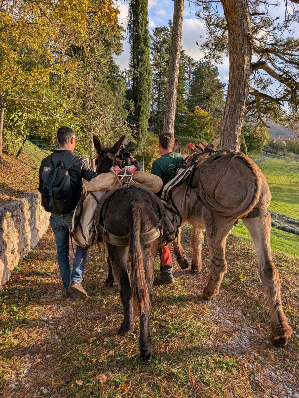 Passeggiate per bambini con asinelli